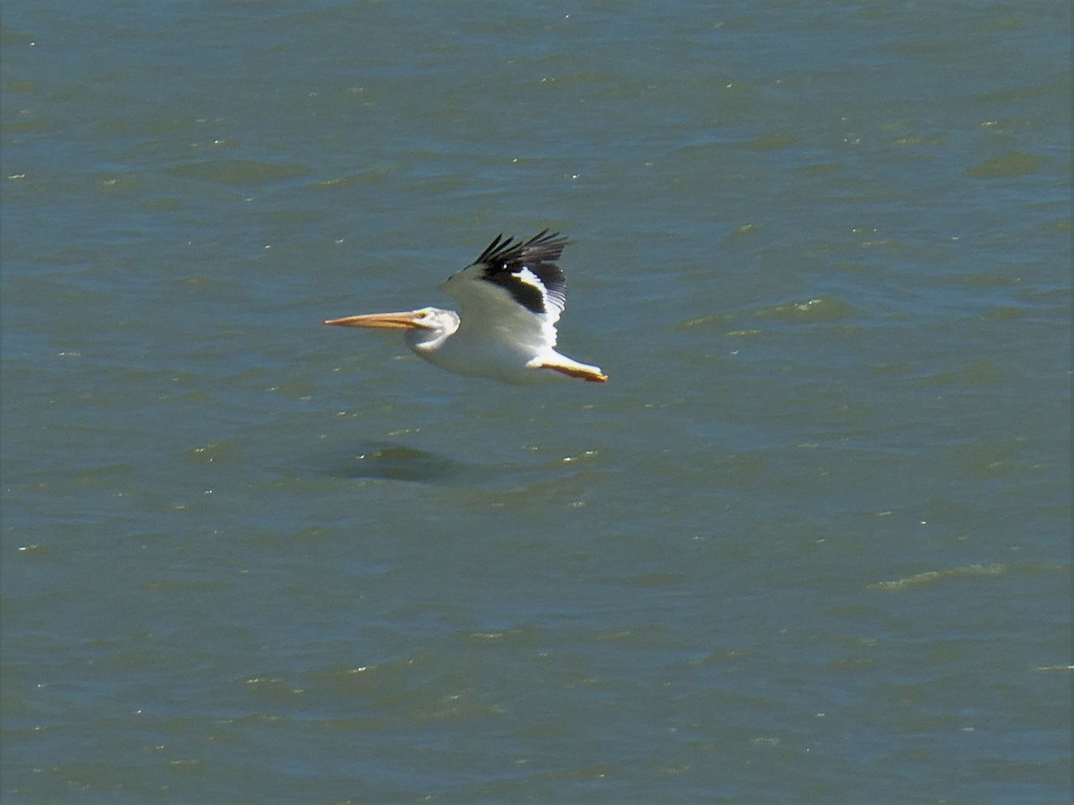 American White Pelican - ML362249591