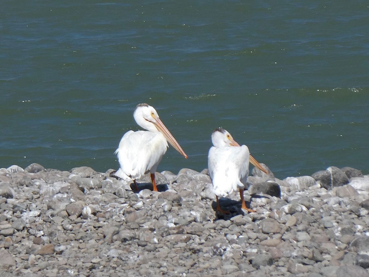 pelikán severoamerický - ML362249611
