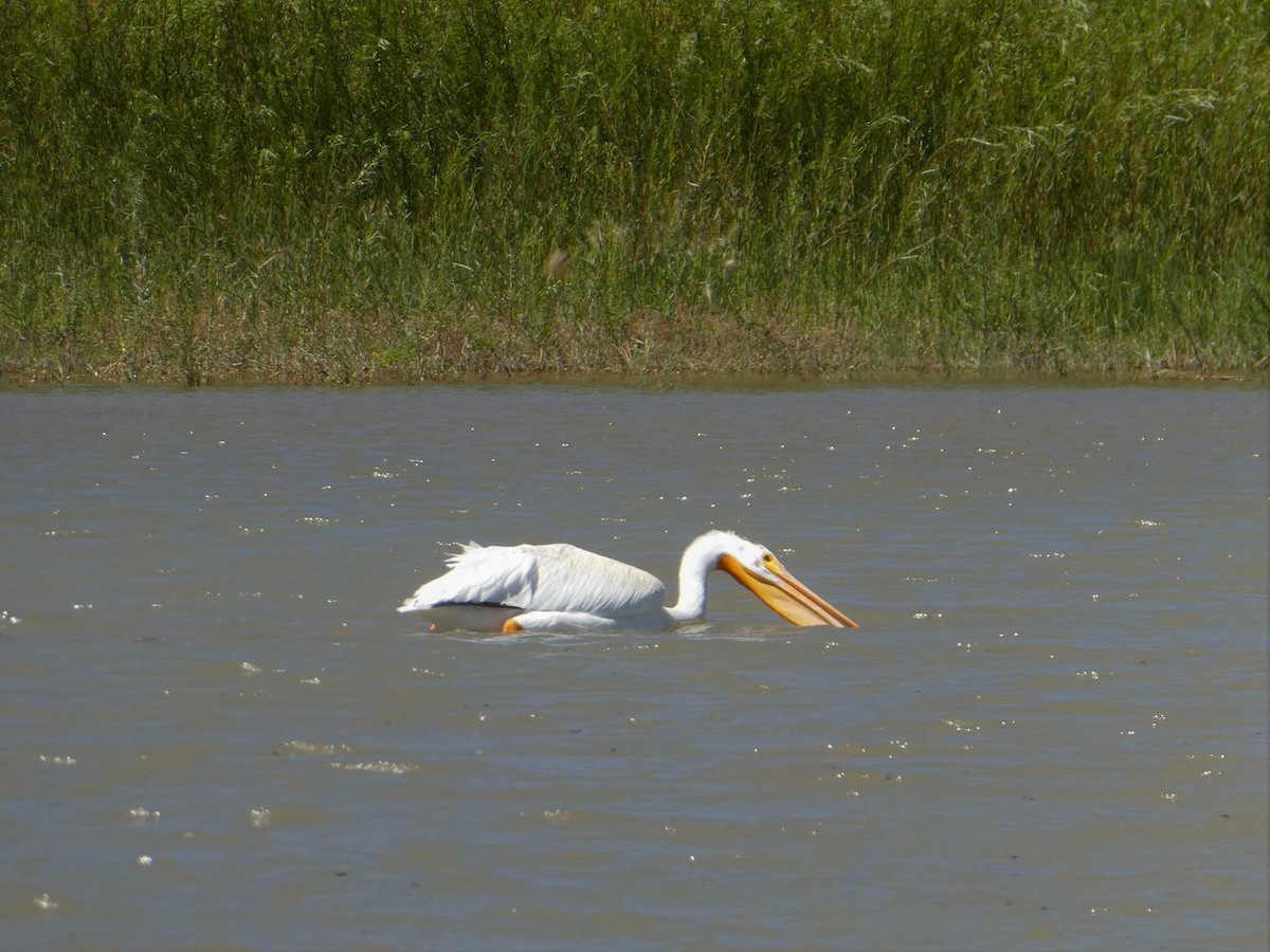 American White Pelican - ML362249621