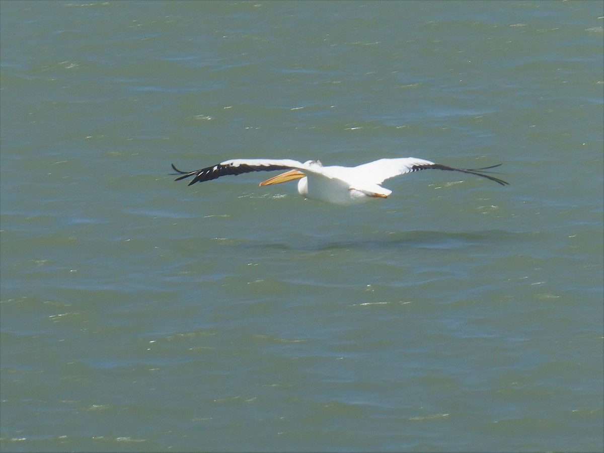 American White Pelican - ML362249651