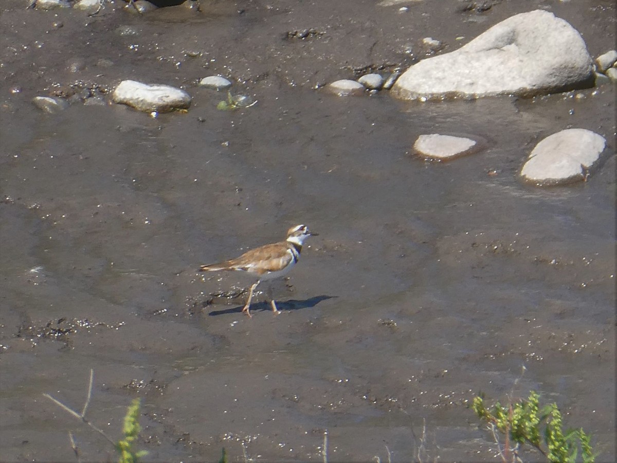 Killdeer - ML362249941