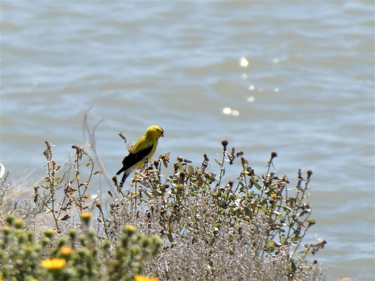 American Goldfinch - ML362250041