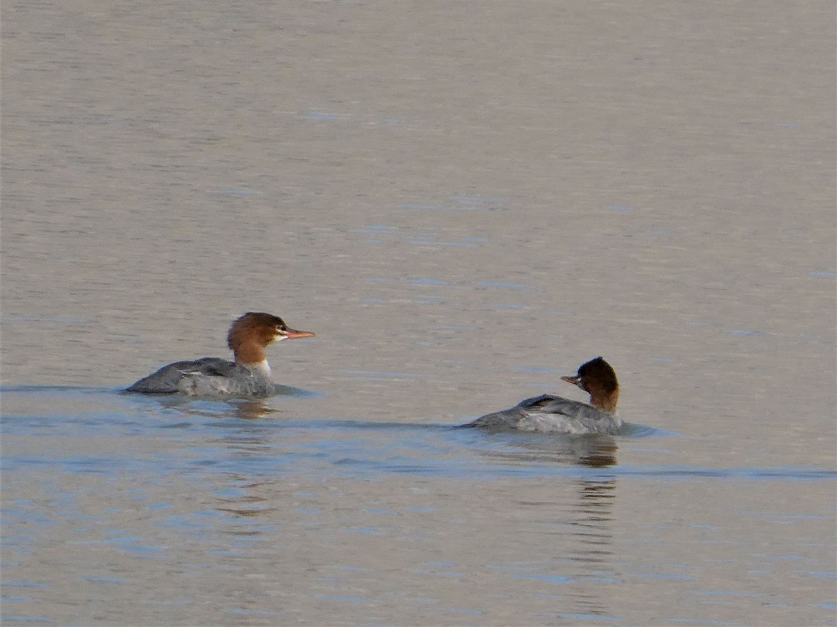 Common Merganser - ML362251041