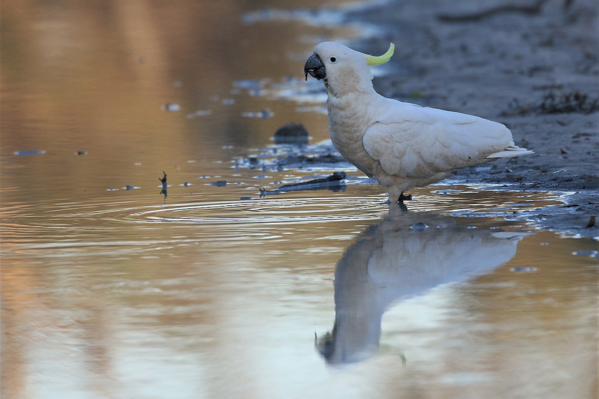 Sulphur-crested Cockatoo - ML362251831