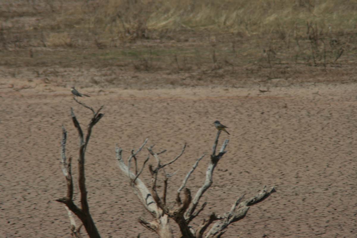 Cassin's Kingbird - ML36225271