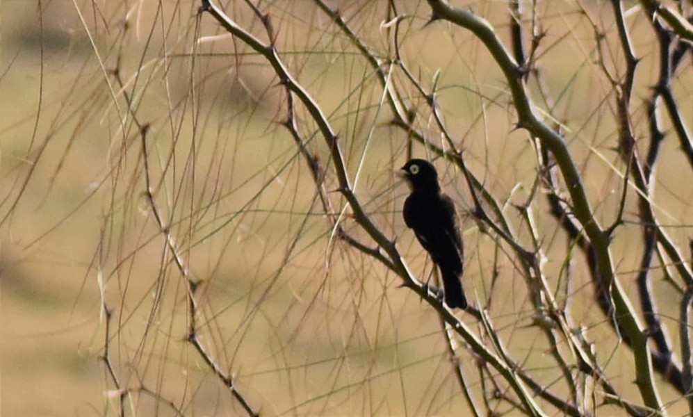 Spectacled Tyrant - ML362253171