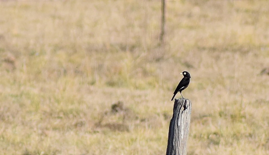 Spectacled Tyrant - ML362253191