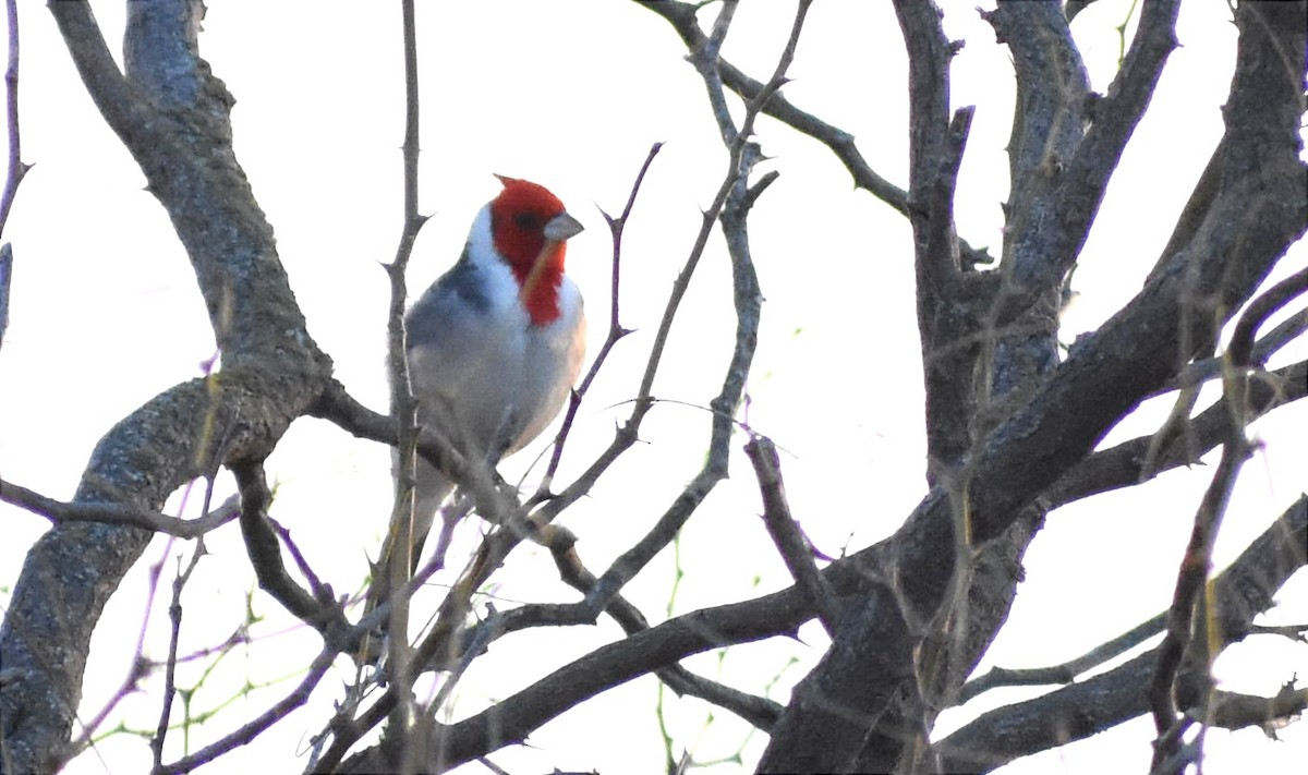 Red-crested Cardinal - ML362253381