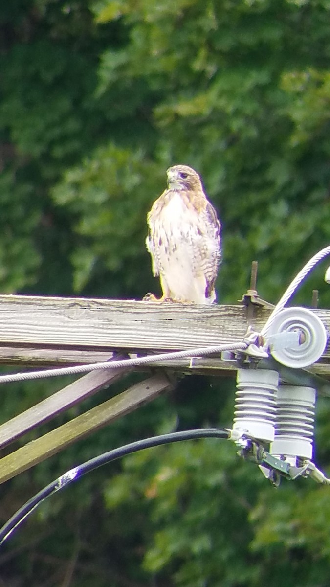 Red-tailed Hawk - Heather Aubke