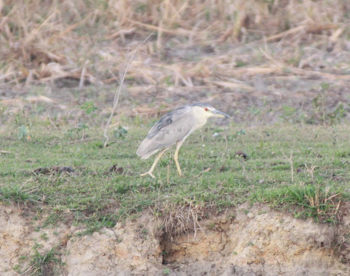 Black-crowned Night Heron - ML362255161