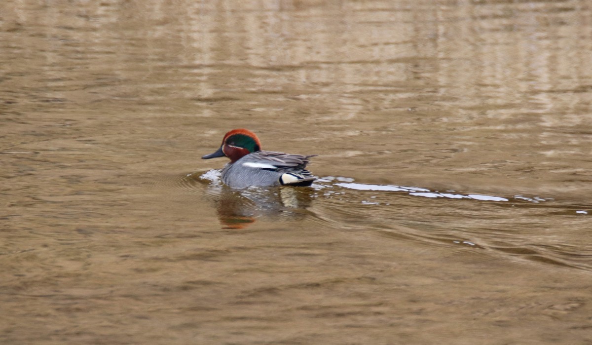 Green-winged Teal - Zachary Holderby