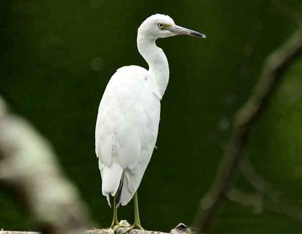 Little Blue Heron - ML362258101