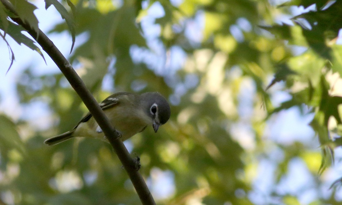 Vireo Solitario - ML36225941