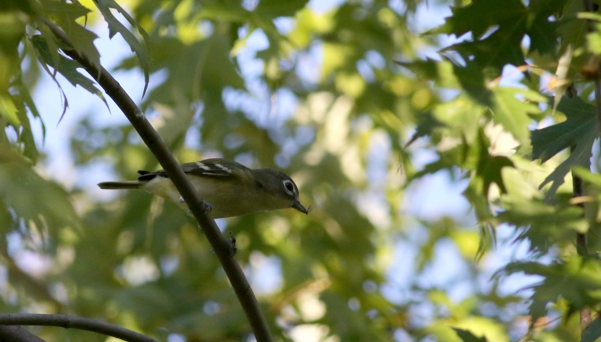 Vireo Solitario - ML36225971