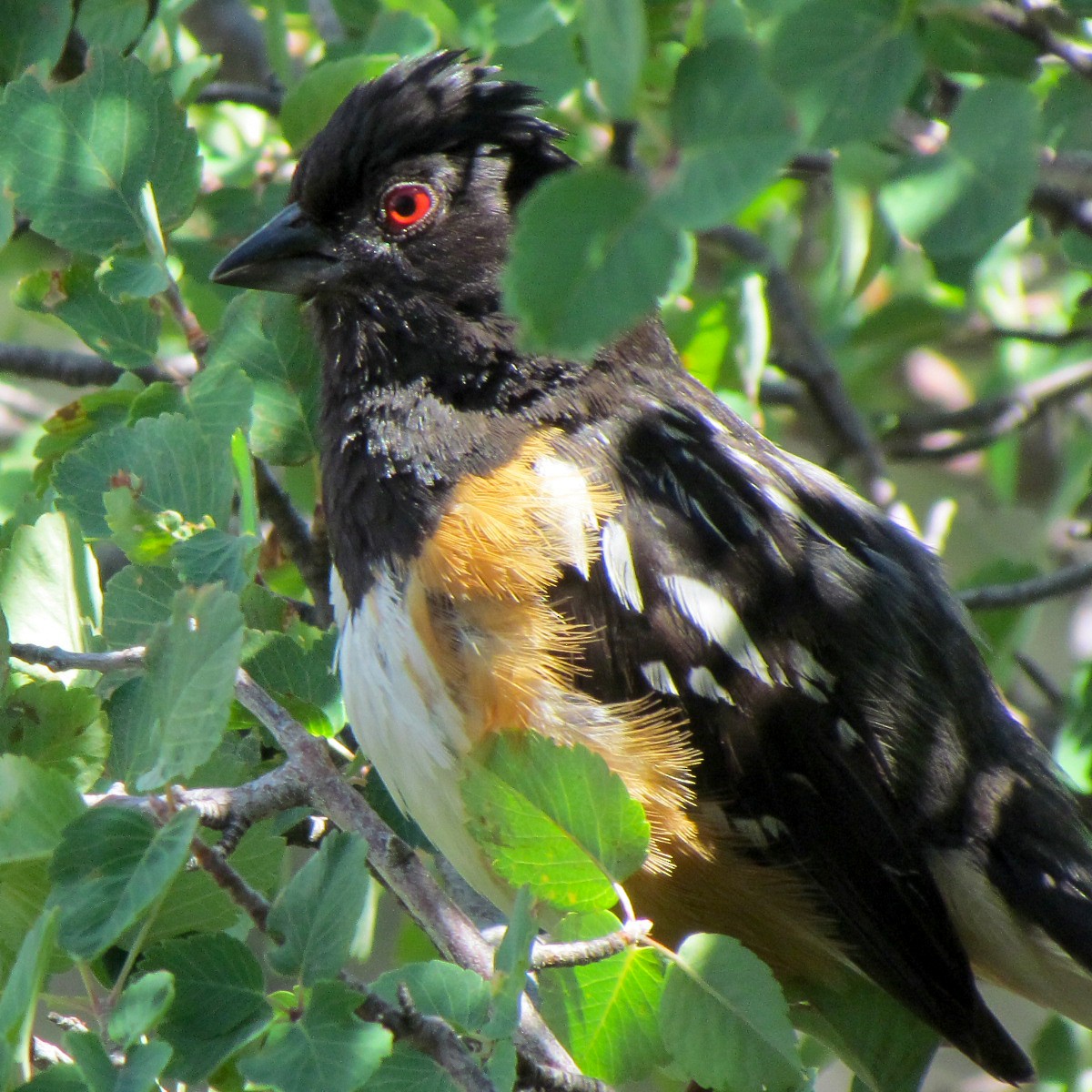 Spotted Towhee - R Miller