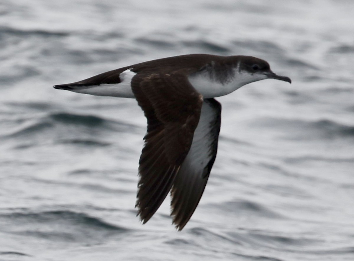 Manx Shearwater - Jeff Skevington