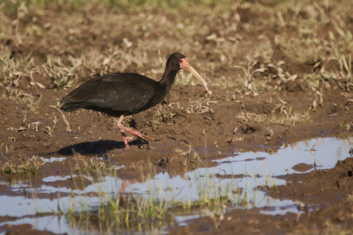 ibis tmavý - ML362260761