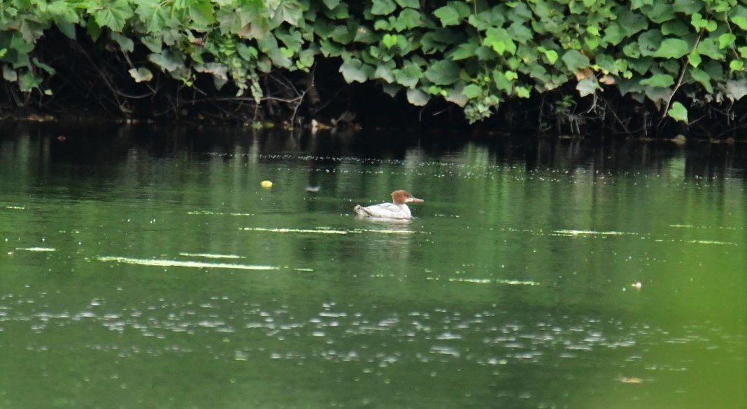 Common Merganser - ML362261061