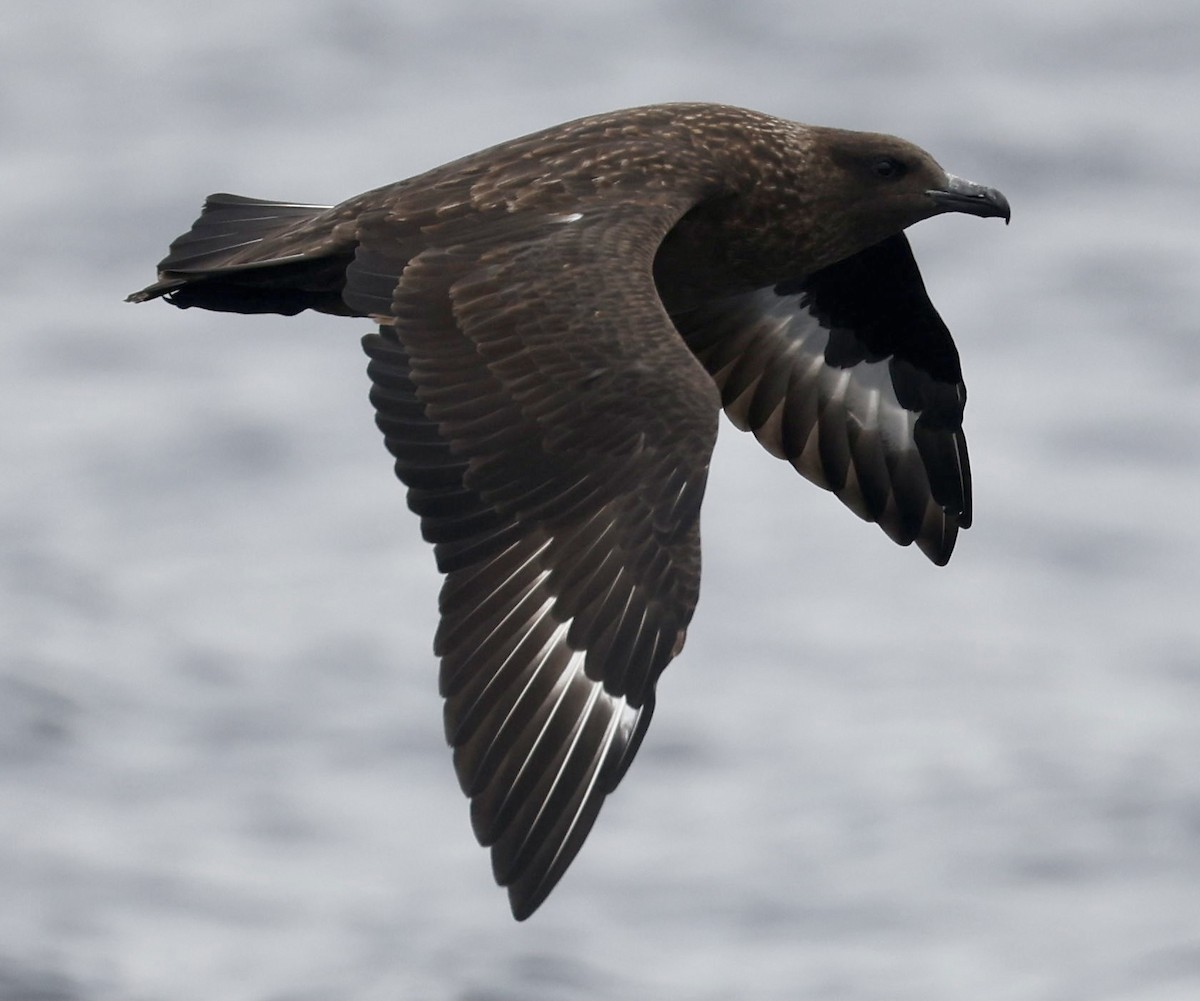 Great Skua - ML362261311