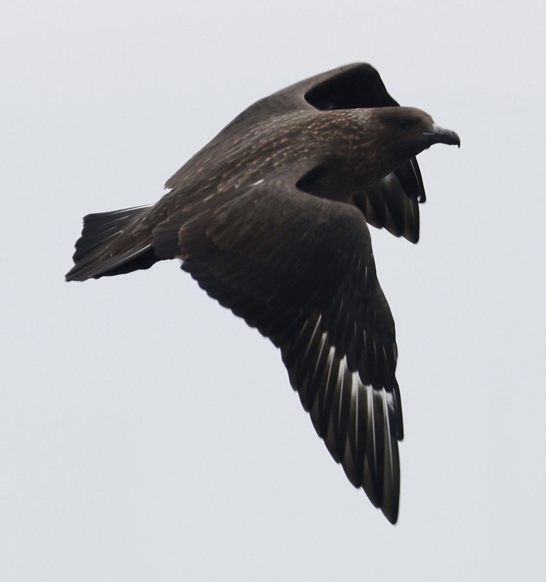 Great Skua - ML362261431