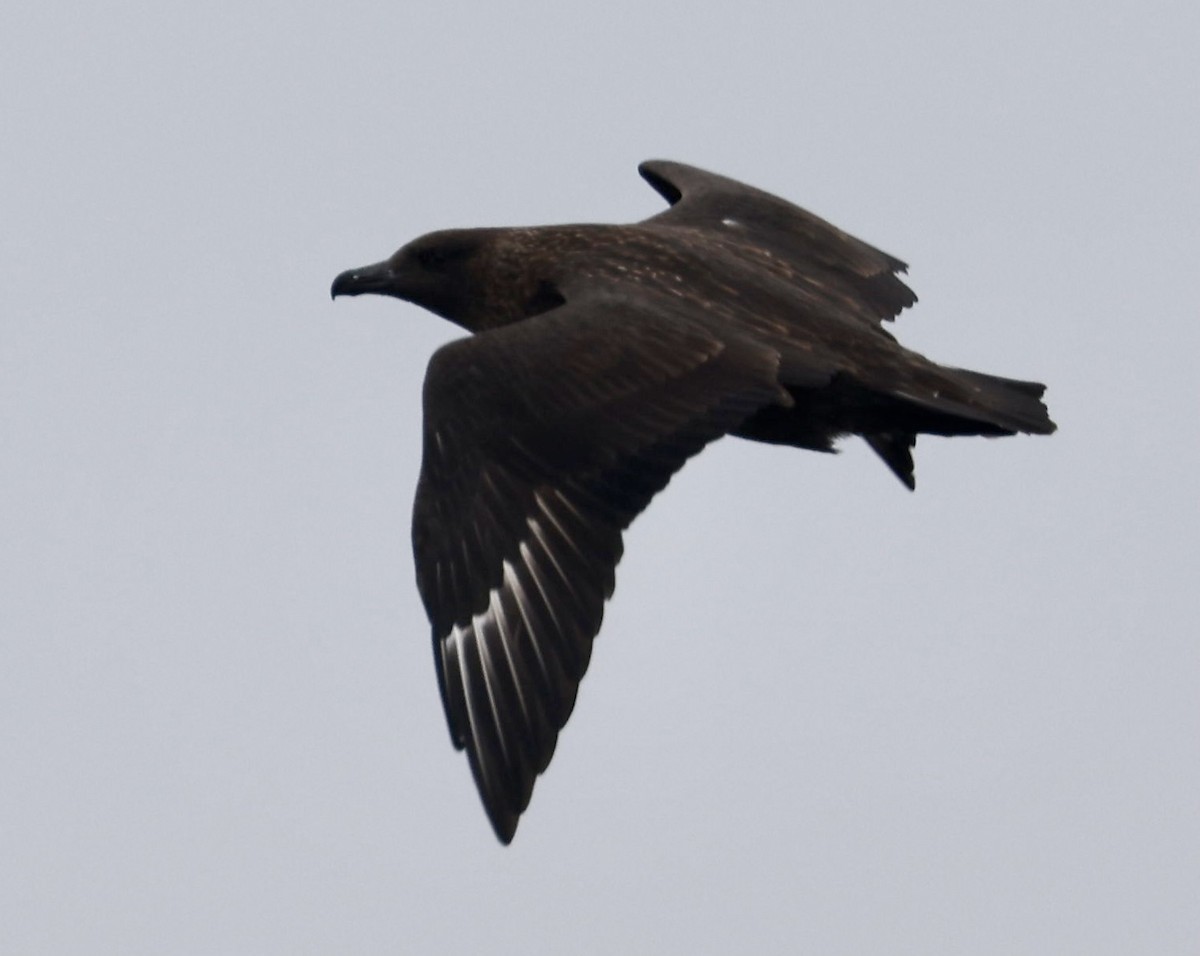 Great Skua - ML362261471