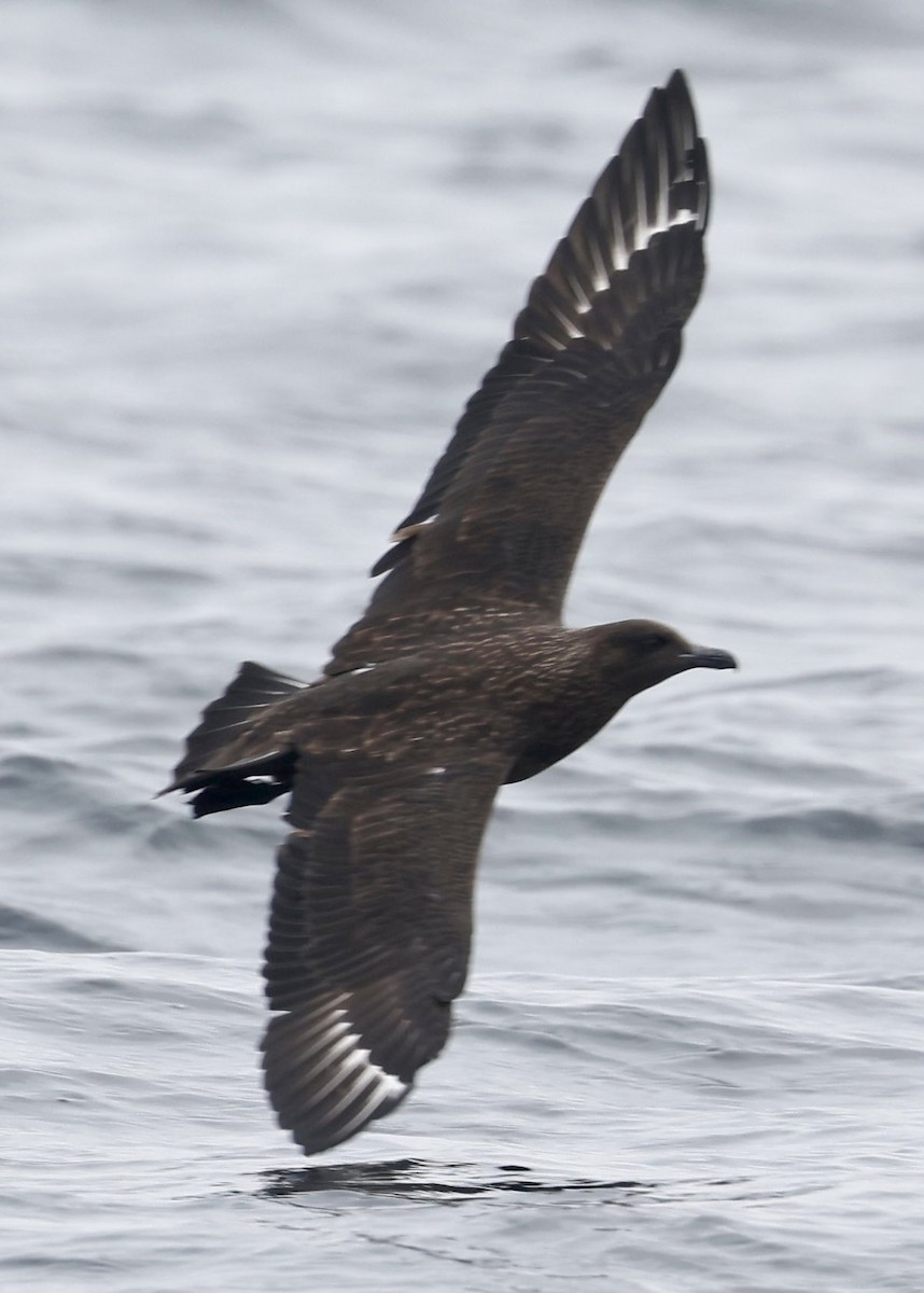 Great Skua - ML362261511