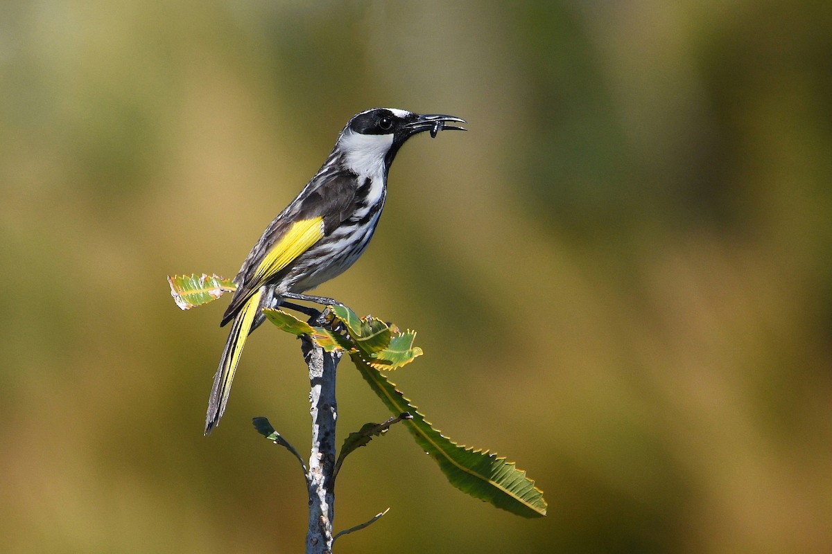 White-cheeked Honeyeater - Michael Daley