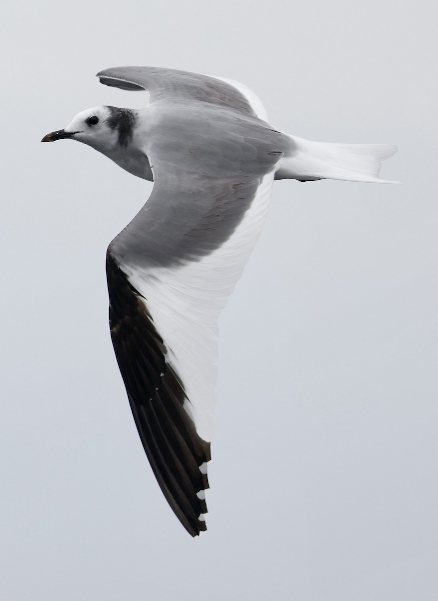 Mouette de Sabine - ML362261671