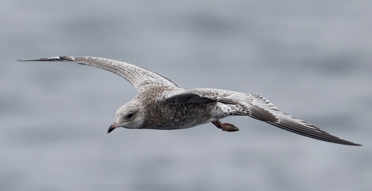 Ring-billed Gull - Jeff Skevington