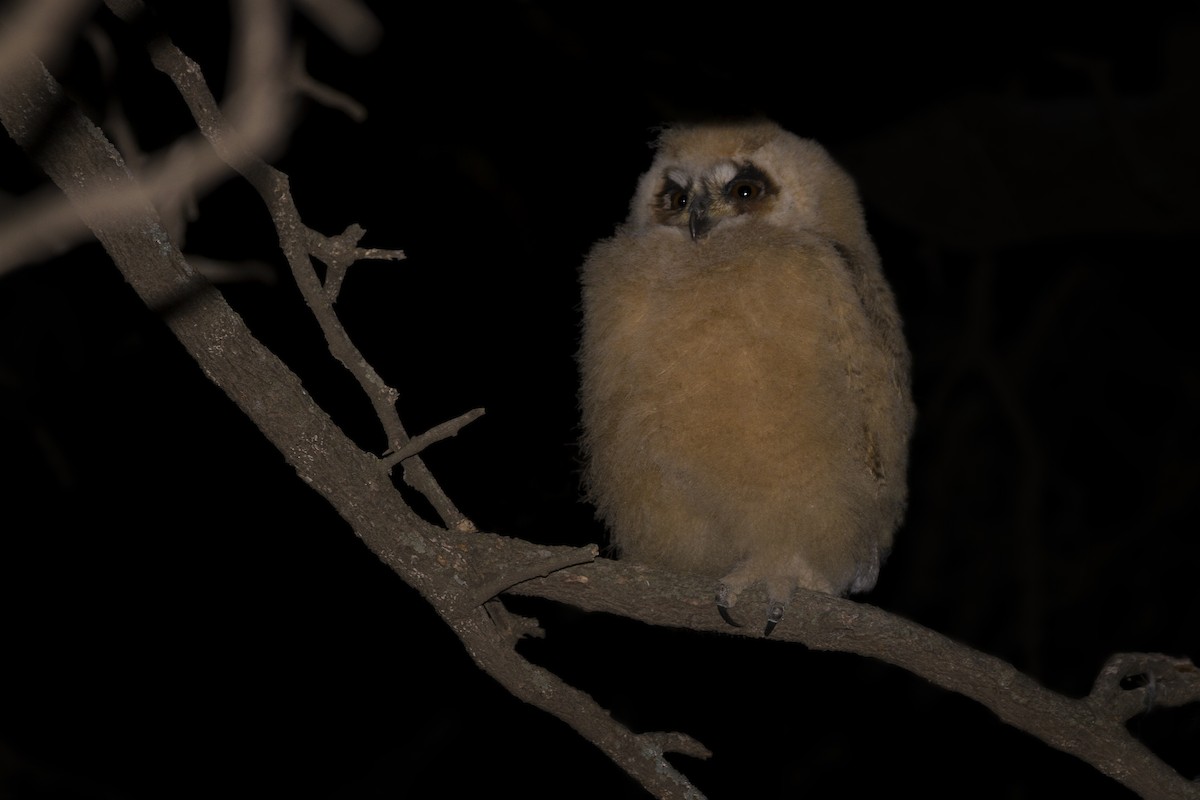 Striped Owl - Gonzalo Camiletti