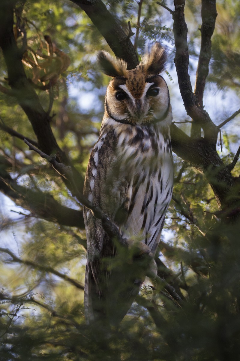 Striped Owl - Gonzalo Camiletti