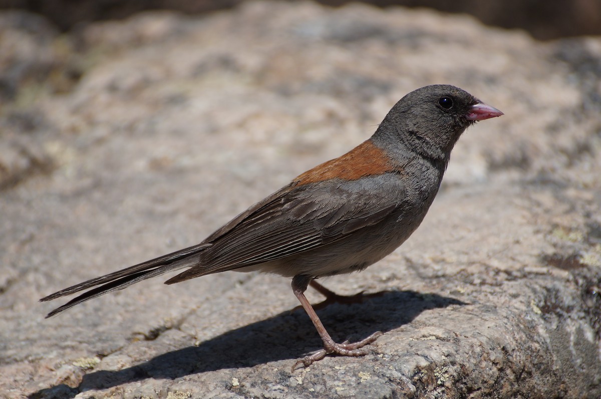 Dark-eyed Junco - ML362264491