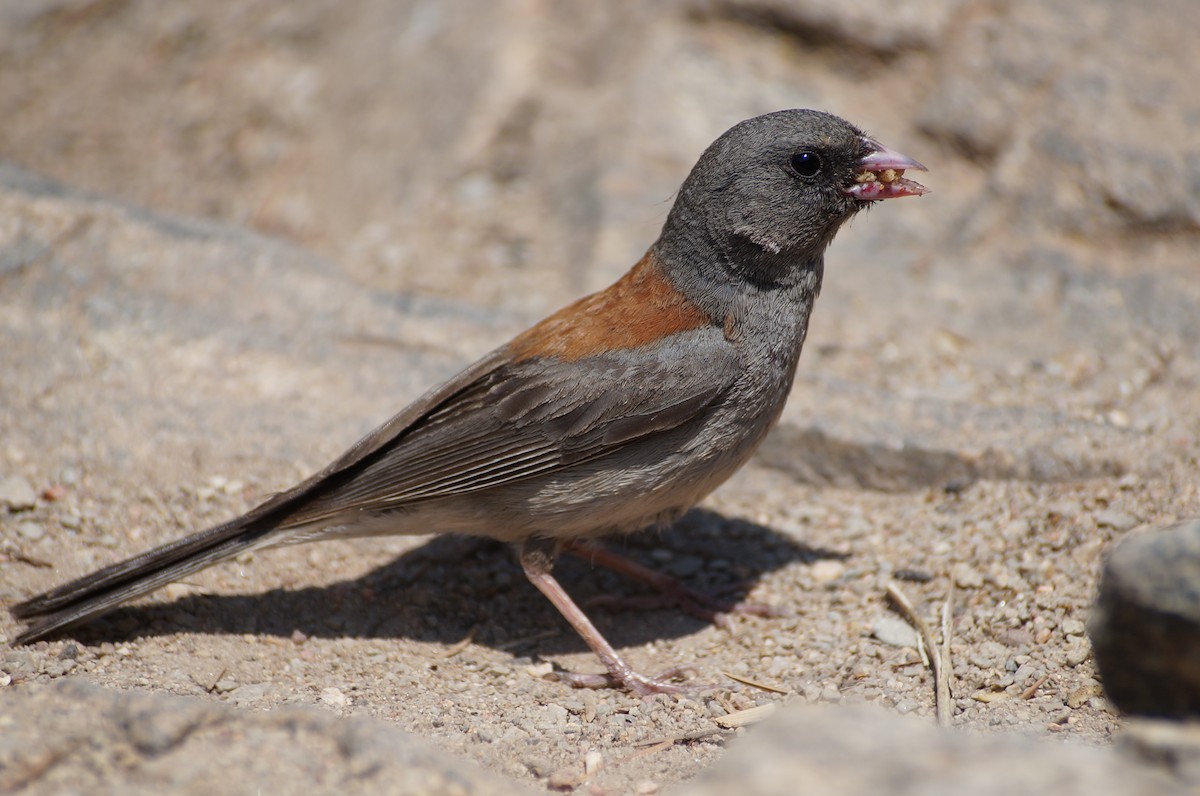 Dark-eyed Junco - ML362264501