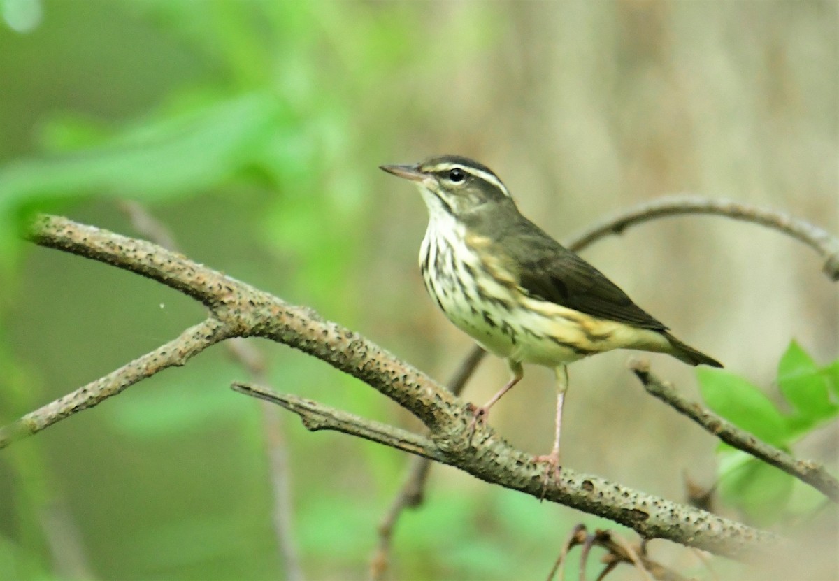 Louisiana Waterthrush - Pat Brennan