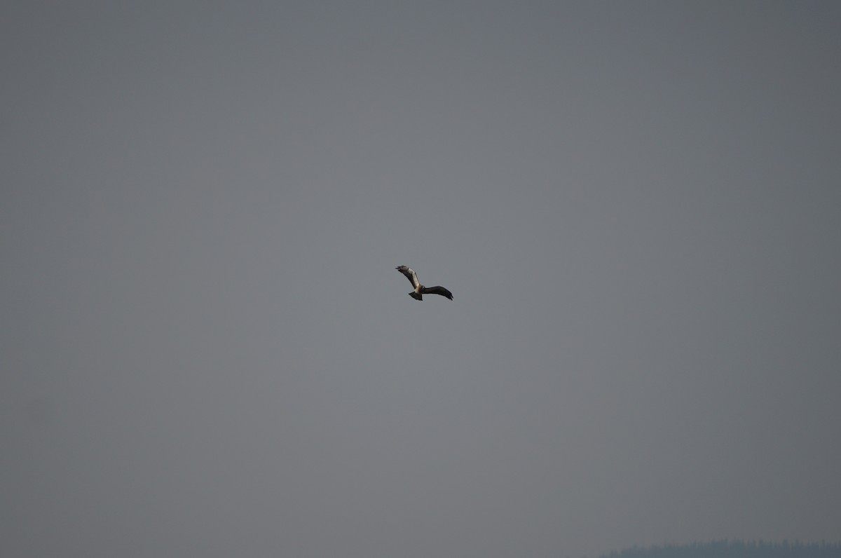 Swainson's Hawk - ML362265301