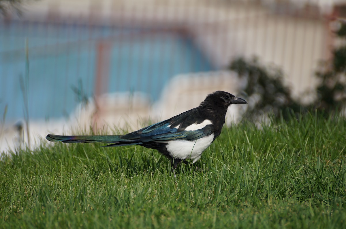 Black-billed Magpie - ML362265391