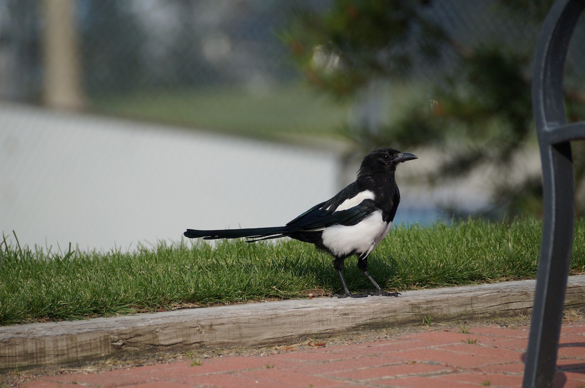 Black-billed Magpie - ML362265451