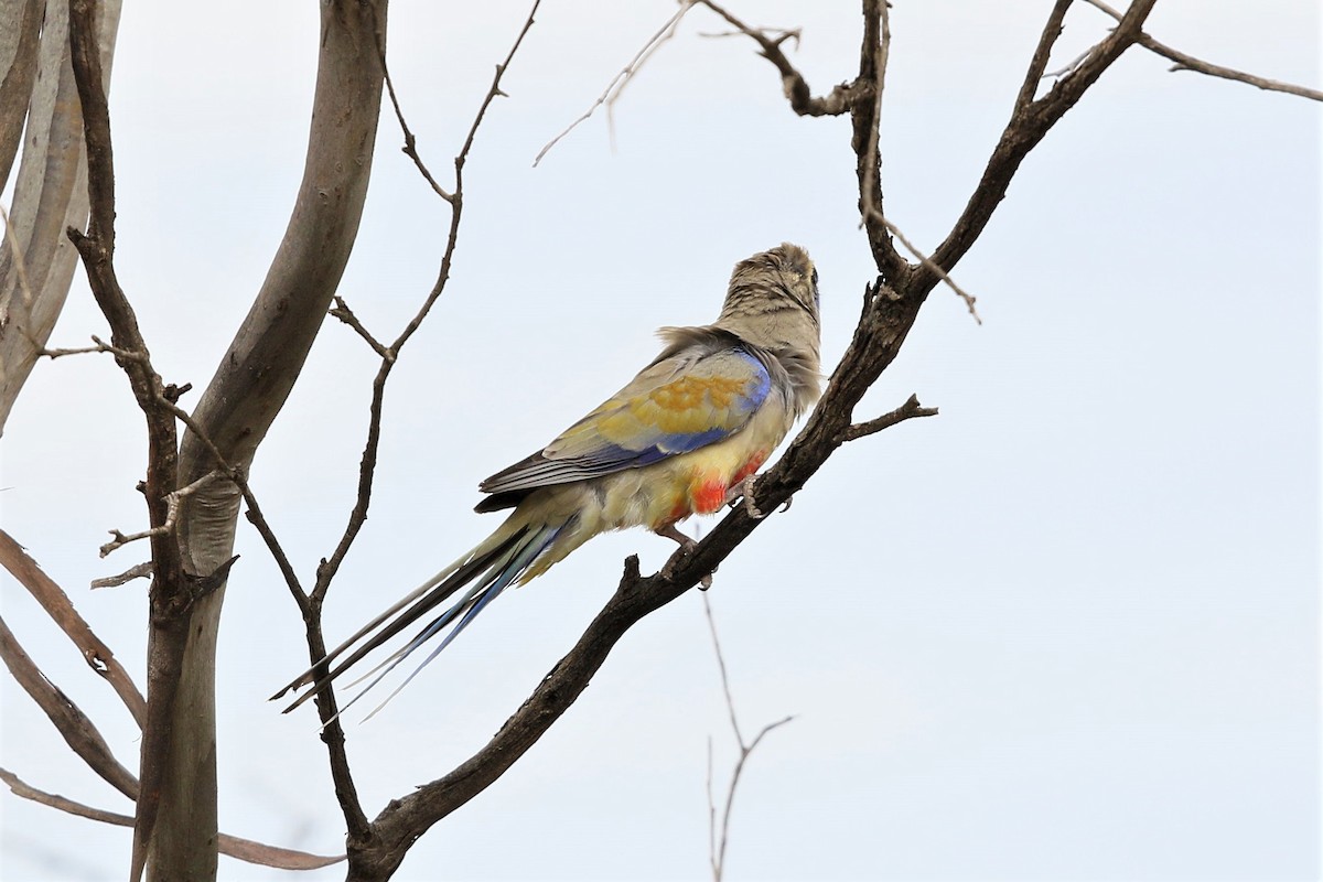 Perico Cariazul - ML362266351