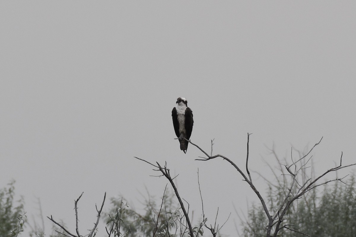 Osprey - James White