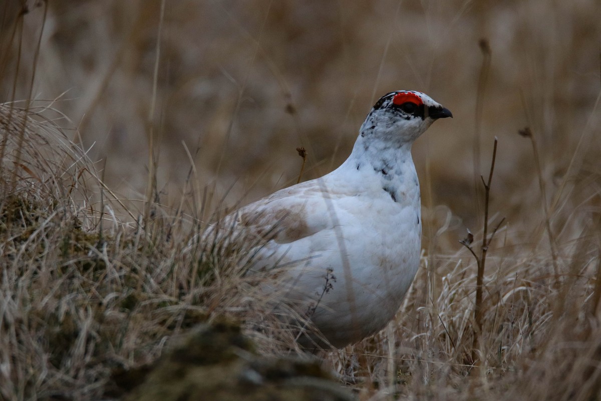 Rock Ptarmigan - ML362269581