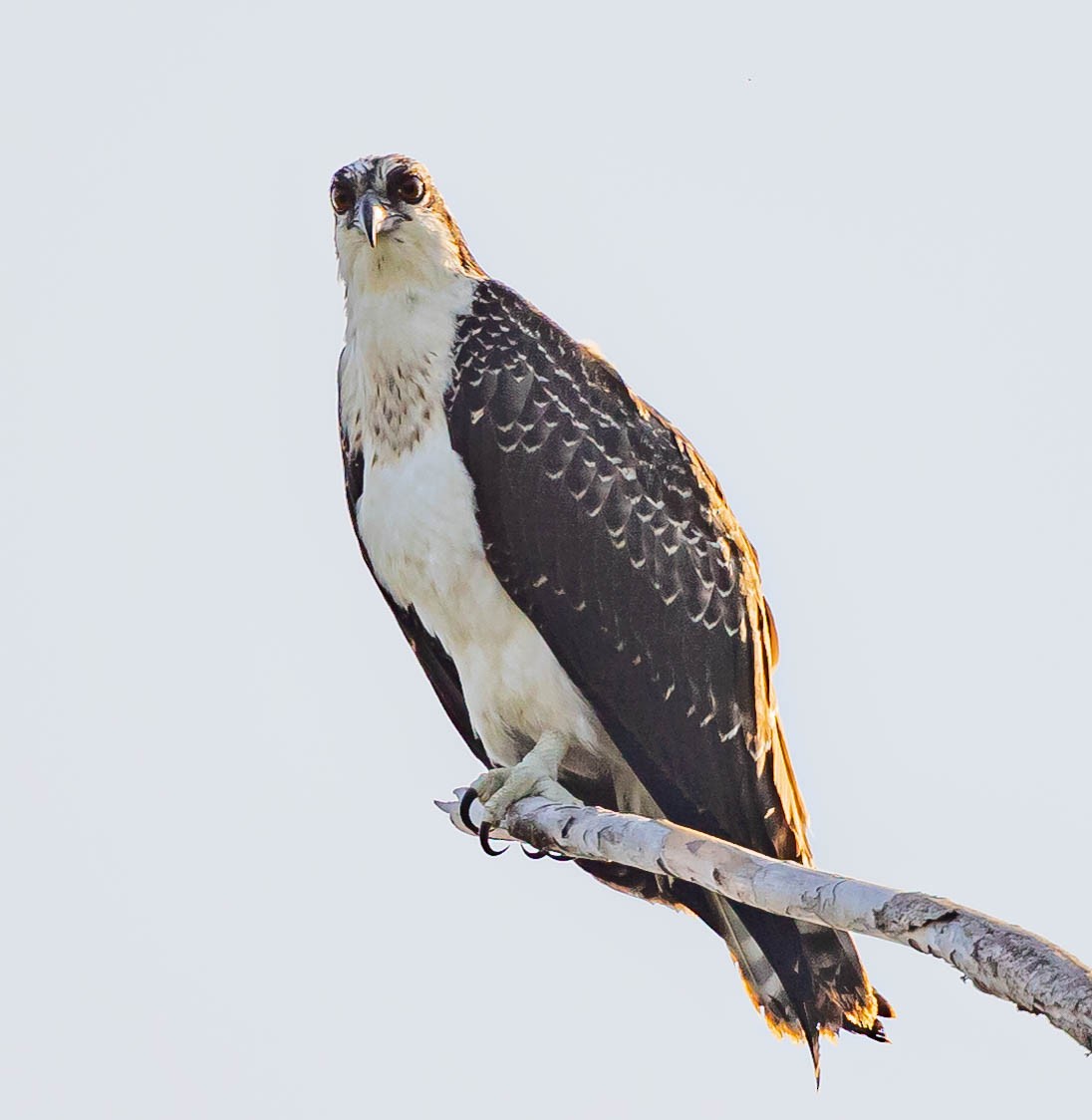 Osprey - Robert Bochenek