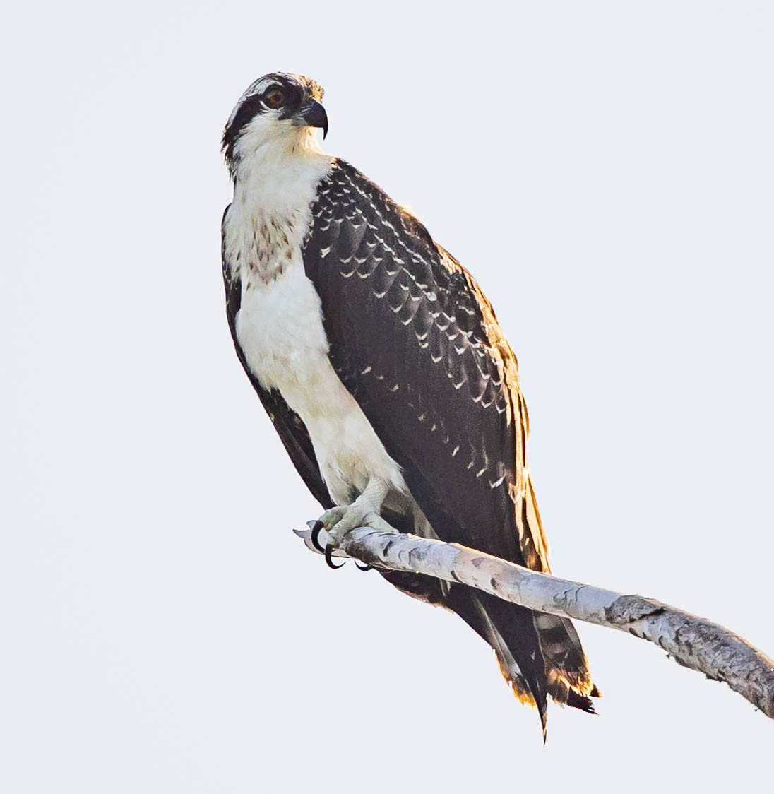 Osprey - Robert Bochenek