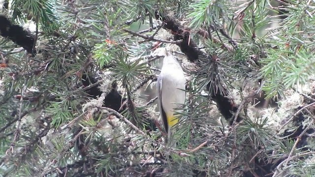 Virginia's Warbler - ML362270051