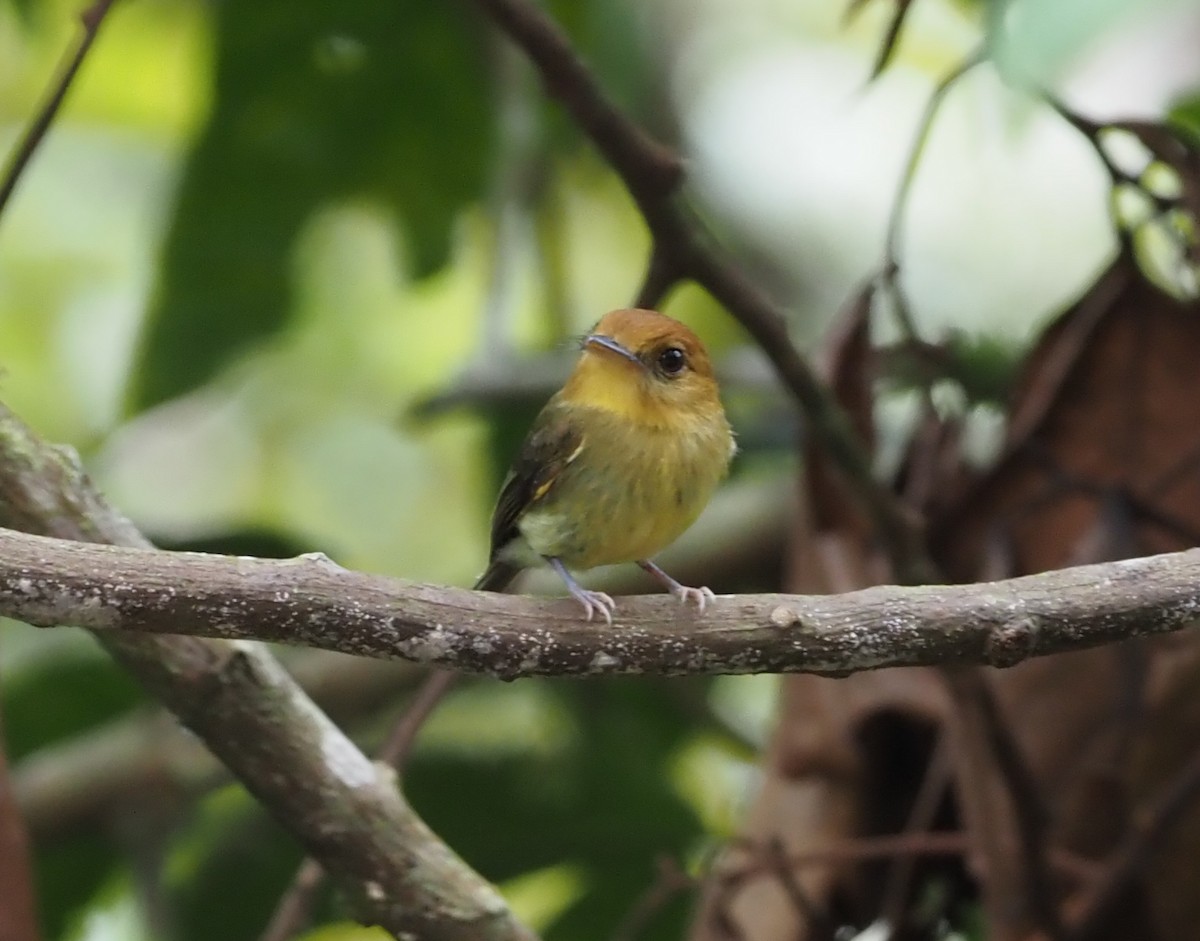 Yellow-throated Spadebill - ML362270801