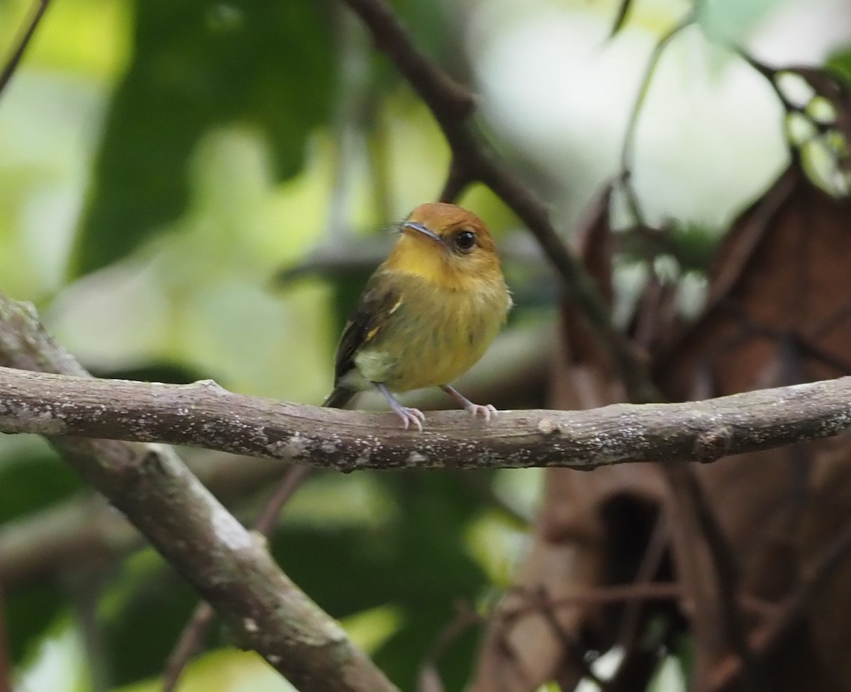 Yellow-throated Spadebill - ML362270841