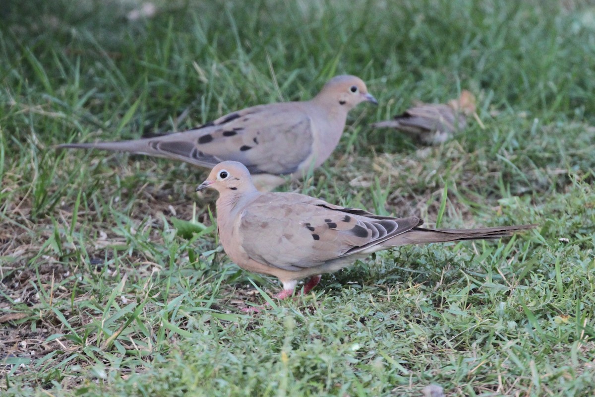 Mourning Dove - Andrew Thomas 🦅🪶