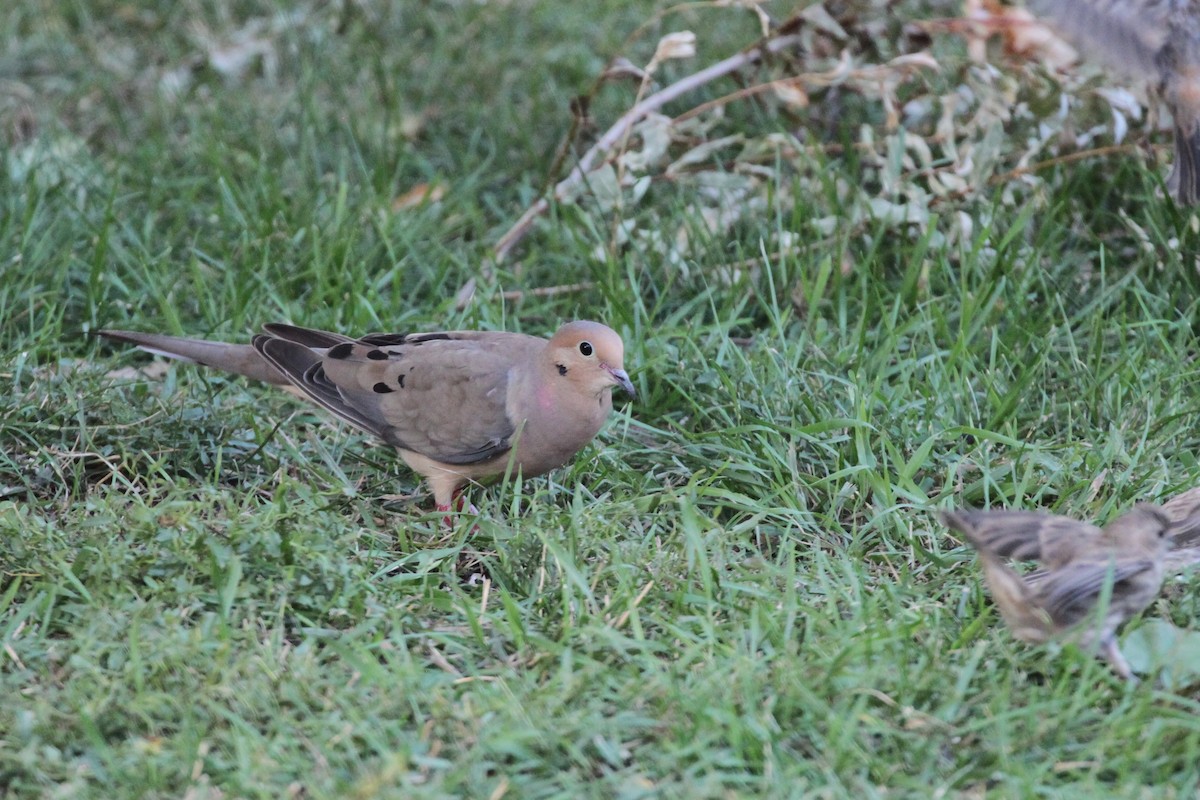 Mourning Dove - Andrew Thomas 🦅🪶