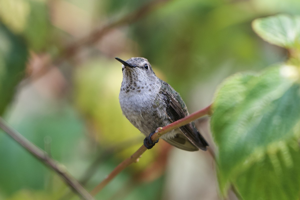 Anna's Hummingbird - Dario Taraborelli