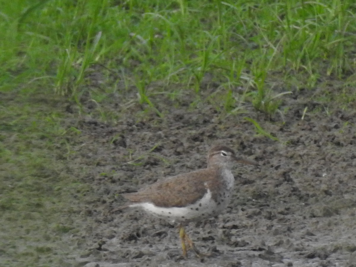 Spotted Sandpiper - ML362271901