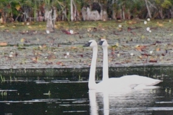 Trumpeter Swan - ML362272561